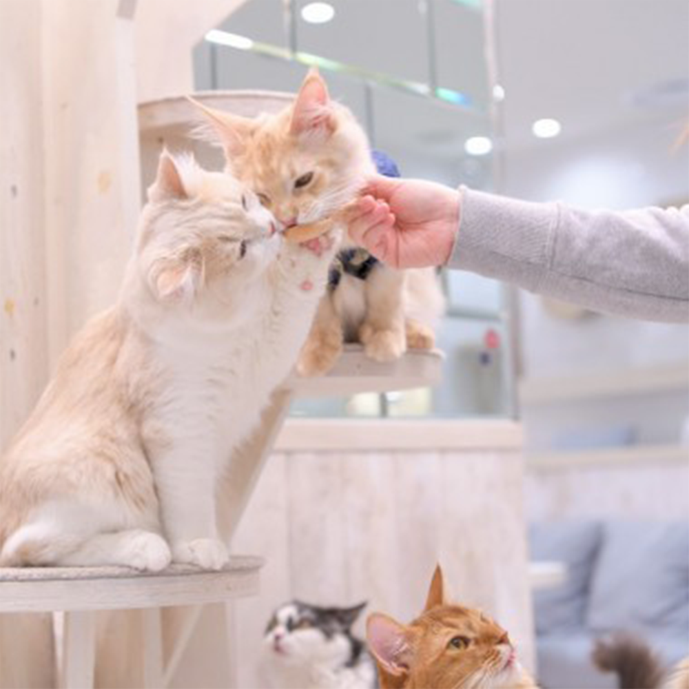 猫カフェMOCHA